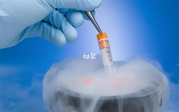 移植凍囊胚