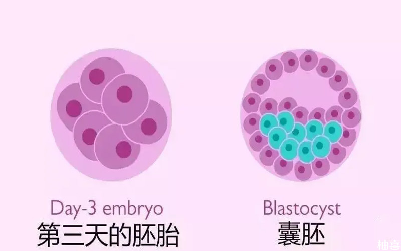 养囊胚的成功率在50%-60%左右