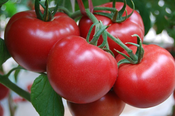 怀孕吃西红柿的功效与作用