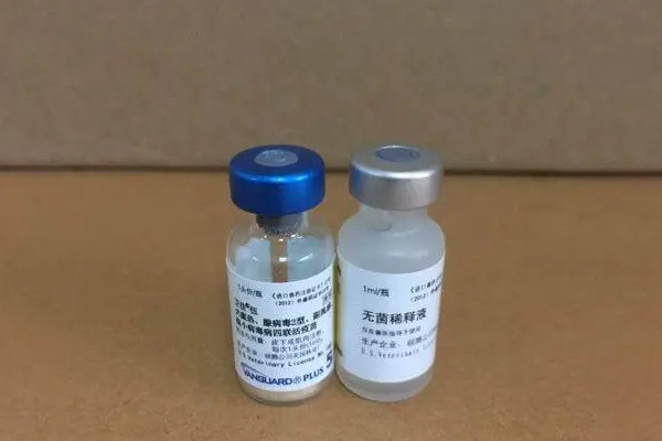 四联疫苗和hib疫苗的区别是什么