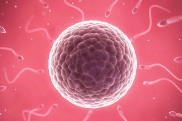 窦卵泡发育成熟需要多长时间