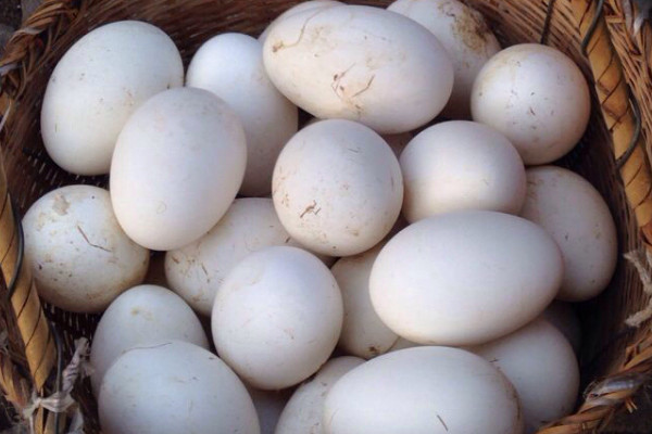 吃鹅蛋预防黄疸是不是真的