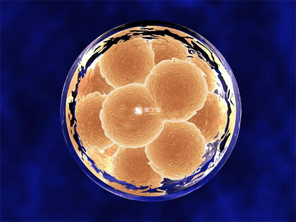 三代试管一般都只允许移植一个胚胎