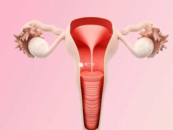 子宫是胚胎生长发育的地方