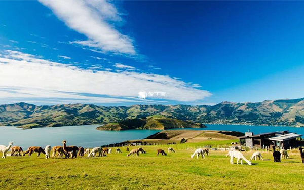 新西兰是全球最优质的的牧场之一