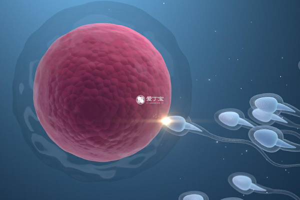 试管婴儿中精卵细胞质量很重要