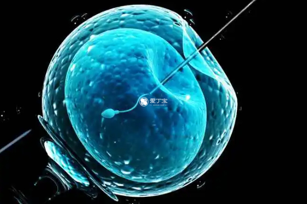 试管婴儿养囊能提高胚胎种植率