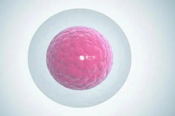 囊胚是鲜胚的一种形式