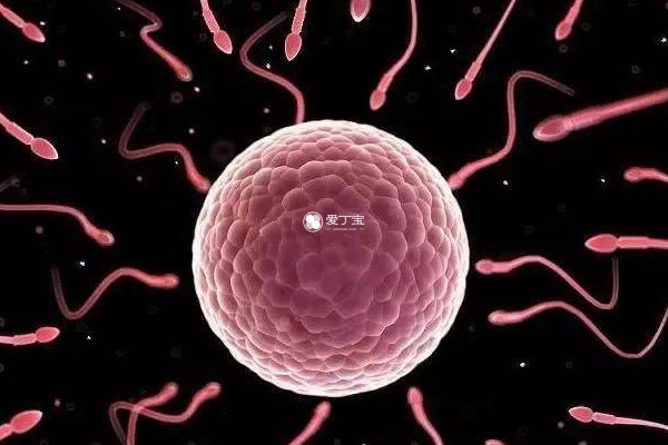 胚胎质量对试管有影响