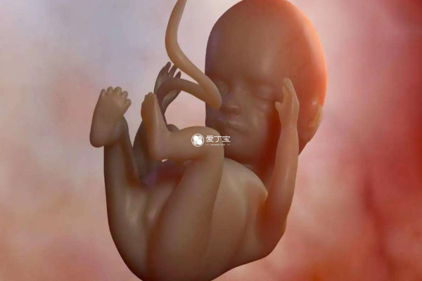 雌二醇偏高会影响胎儿发育