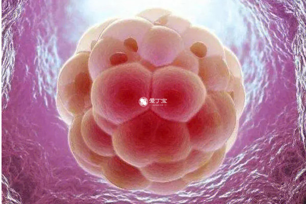 胚胎培养要经历3到5天