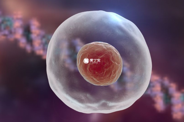 窦卵泡发育成熟需要8到14天