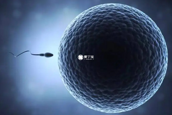 卵子问题会导致排卵期同房未孕