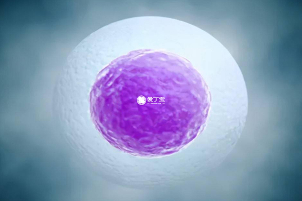 胚胎移植数量影响试管婴儿成功率