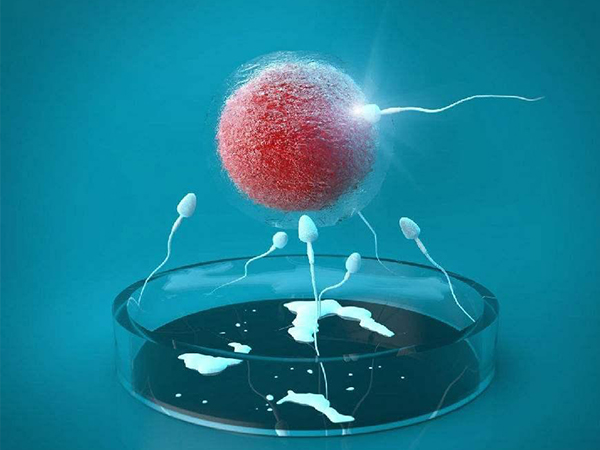 胚胎的质量会影响试管成功率
